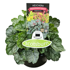 HEUCHERA PEPPERMINT SPICE 200MM