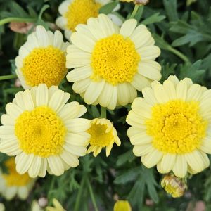 Argyranthemum Sassy Yellow Double Daisy 200mm
