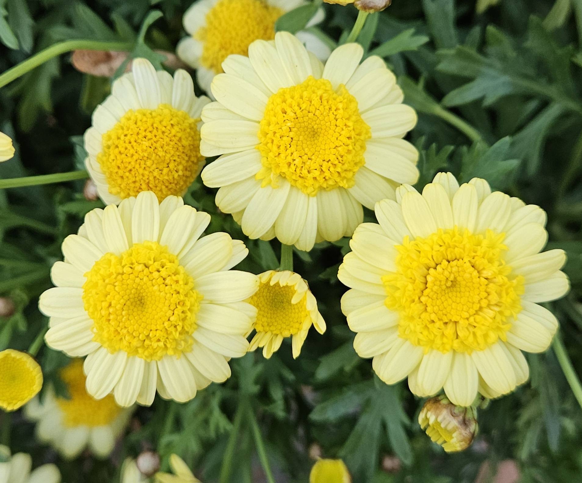 Argyranthemum Sassy Yellow Double Daisy 200mm