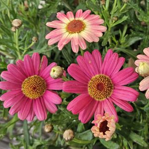 Argyranthemum Watermelon 200mm Pot