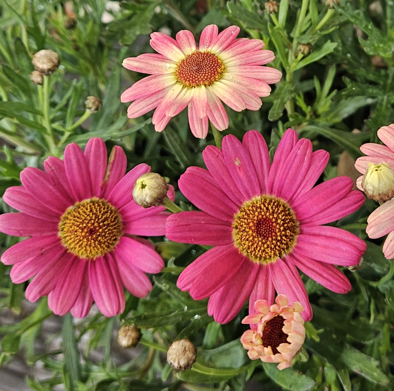Argyranthemum Watermelon 200mm Pot