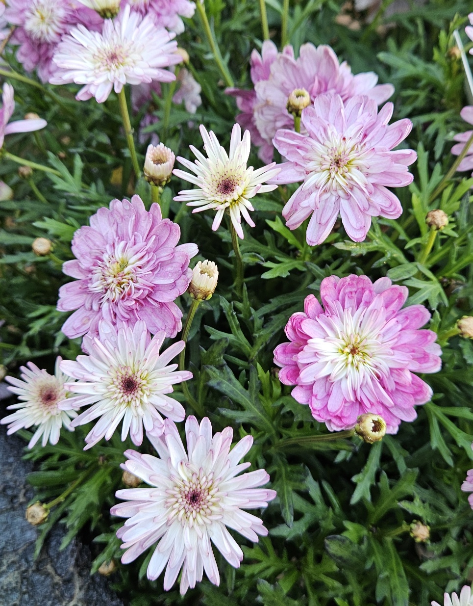 ARGYRANTHEMUM SUNDAY BEST 200MM