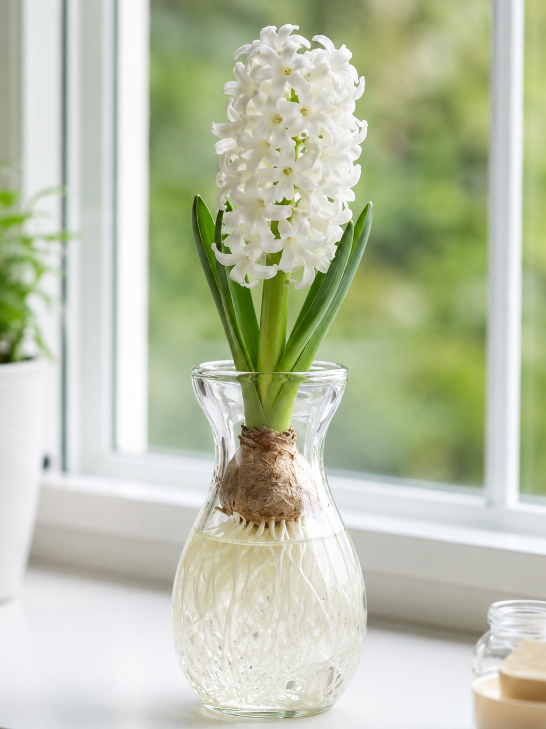Hyacinth Vase Kit -White