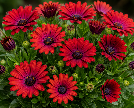 Osteospermum Red Zion 150mm