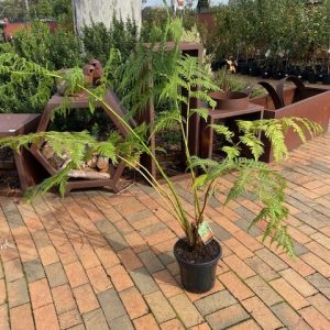 Cycathea cooperi Australian Tree Fern 250mm