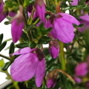 Tetratheca thymifolia Pink 140mm