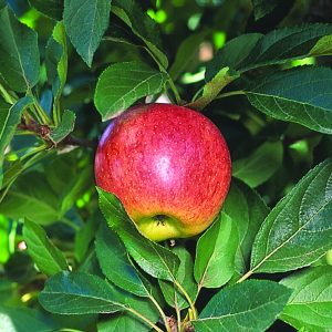 APPLE DWARF GALA 250MM