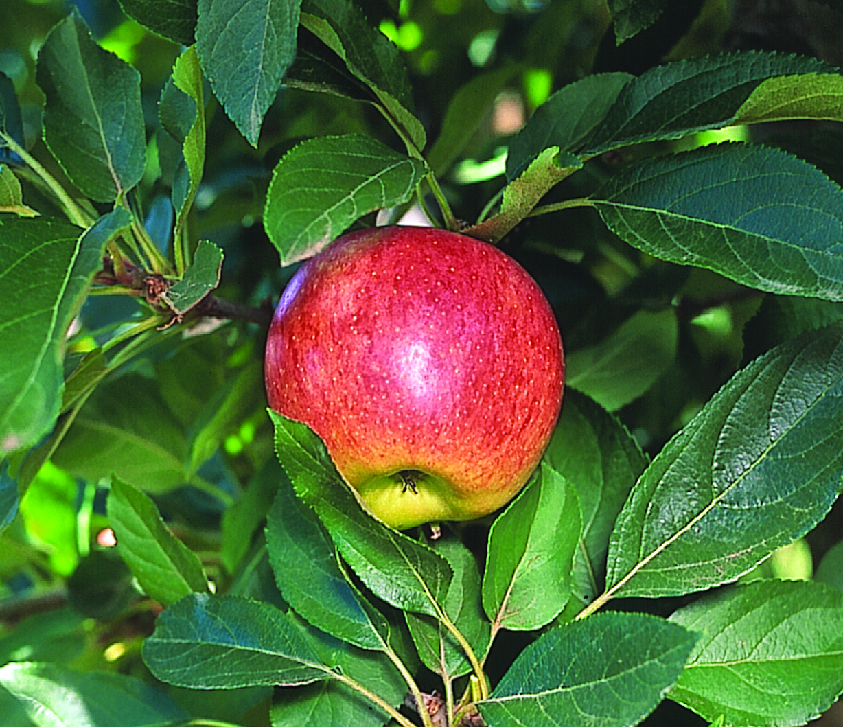 APPLE DWARF GALA 250MM