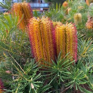 Banksia Honeyeater Delight 150mm