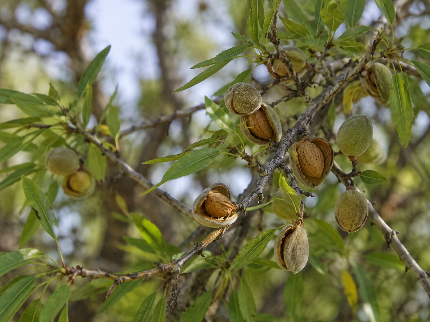 ALMOND DWARF SELF POLL 250MM