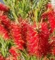 CALLISTEMON BROGO OVERFLOW 140MM