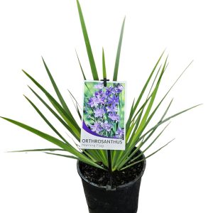 Orthrosanthus multiflorus Morning Flag 140mm