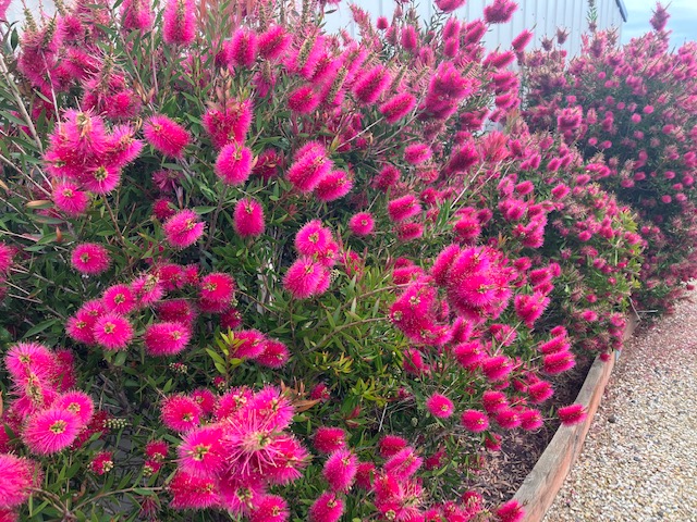CALLISTEMON HOT PINK 200MM