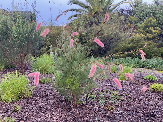 GREVILLEA PETROPHILOIDES PINK POKERS 140MM