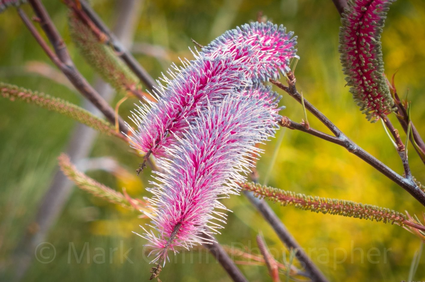 GREVILLEA PETROPHILOIDES PINK POKERS 140MM