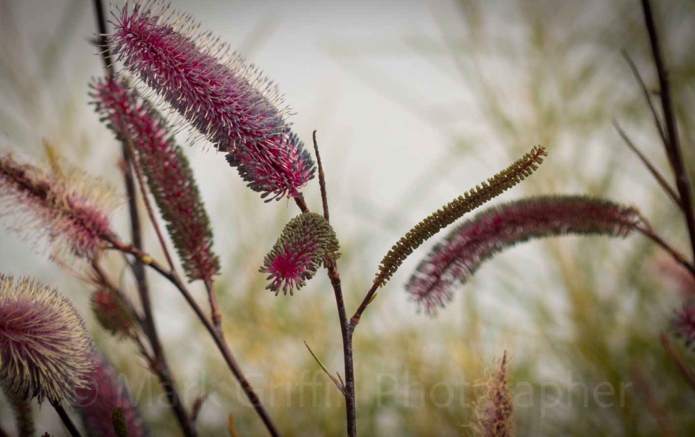 GREVILLEA PETROPHILOIDES PINK POKERS 140MM