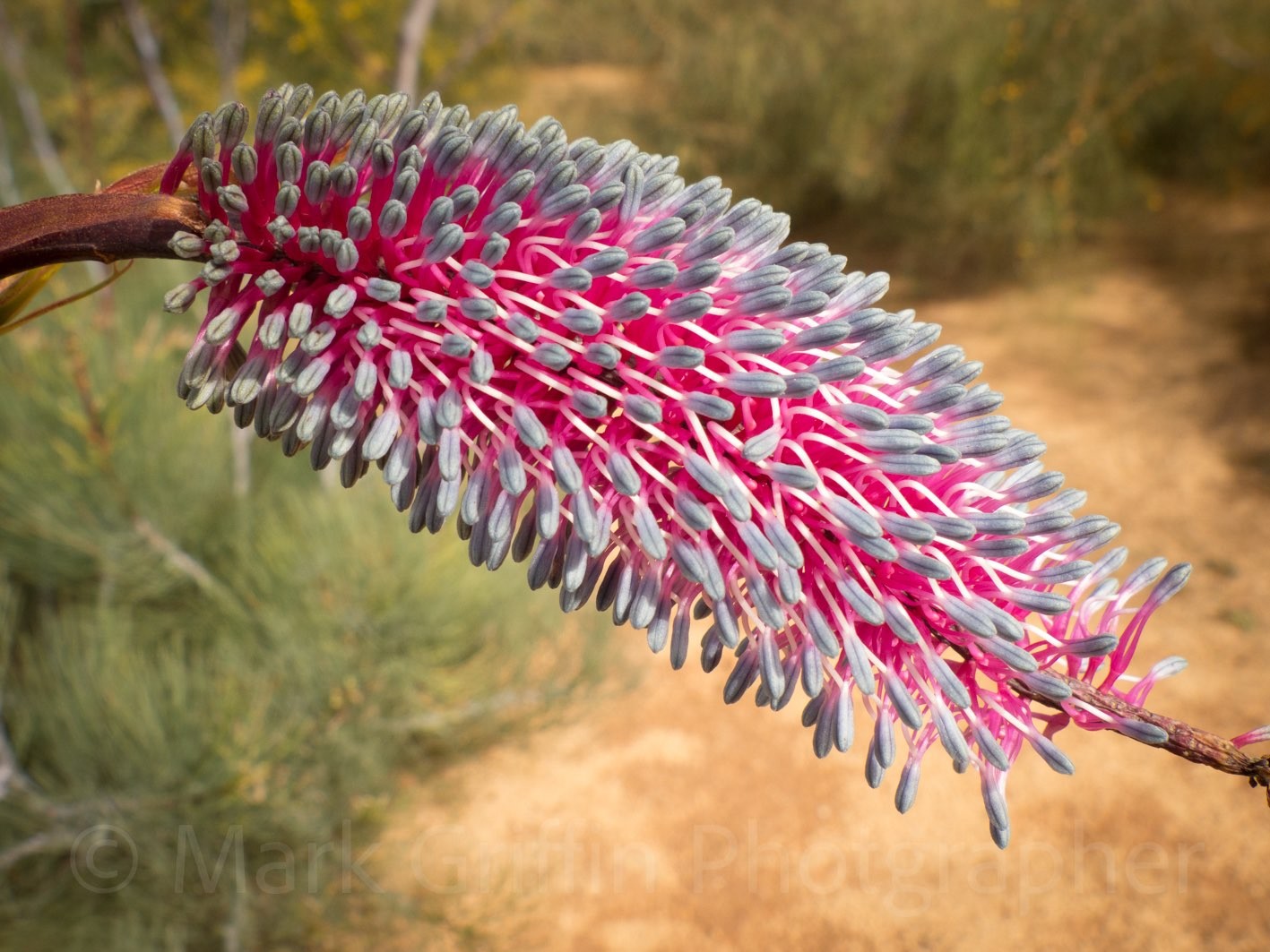 GREVILLEA PETROPHILOIDES PINK POKERS 140MM