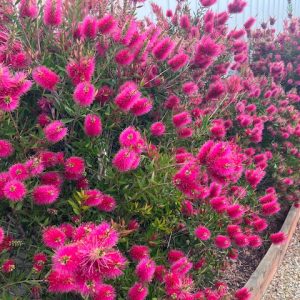 CALLISTEMON HOT PINK 140MM