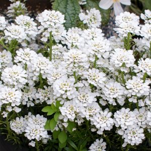 IBERIS WHITEOUT 140MM