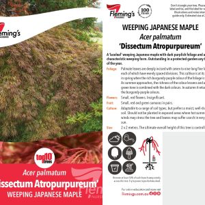 ACER ATROPURPUREUM SHORT WEEPER
