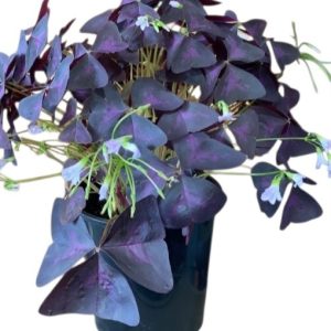 Oxalis triangularis Purple Shamrock 150mm
