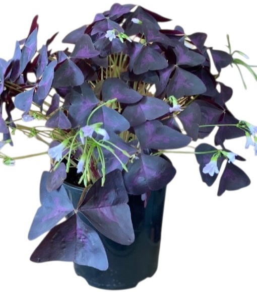 Oxalis triangularis Purple Shamrock 150mm