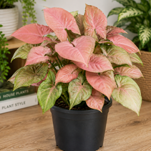 SYNGONIUM NEON 200MM Pot