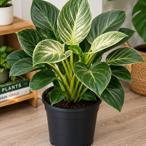 PHILODENDRON BIRKIN 200MM