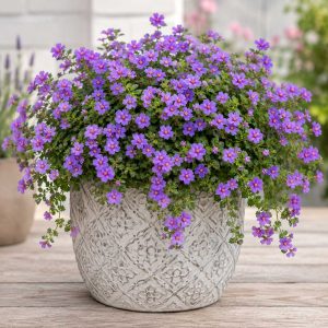 BACOPA ELITE VIOLET 150MM