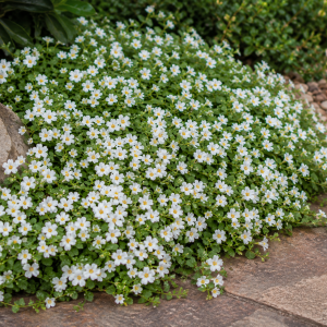 BACOPA ELITE WHITE 150MM