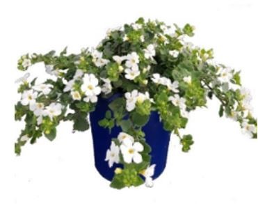 BACOPA ELITE WHITE 150MM
