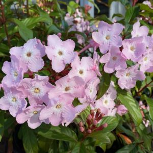 Luculia Early Dawn 140mm
