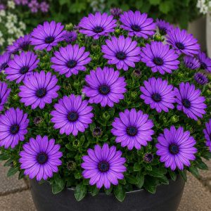 Osteospermum Elite Blue 150mm
