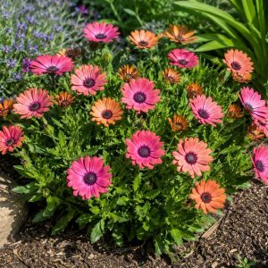 Osteospermum Elite Magic 150mm