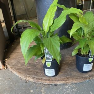 Spathiphyllum Chico 100mm