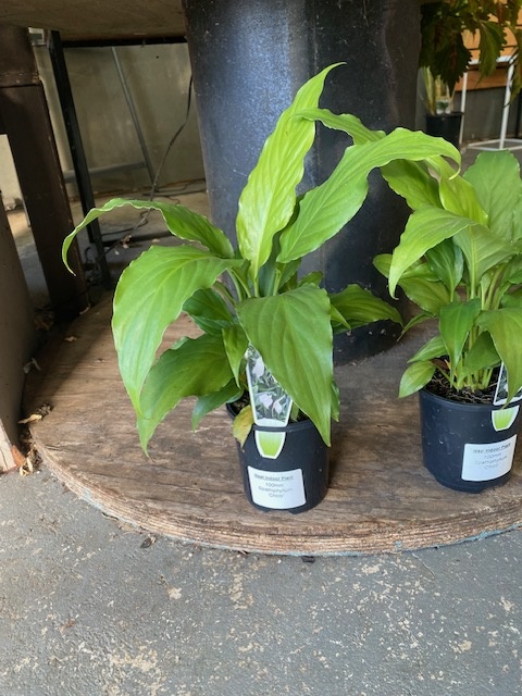 Spathiphyllum Chico 100mm