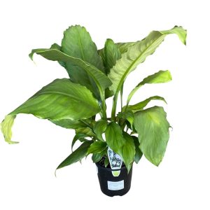 Spathiphyllum Blue Moon 140mm
