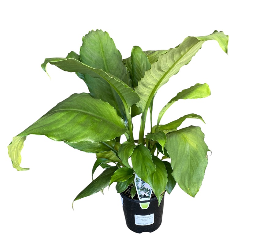 Spathiphyllum Blue Moon 140mm