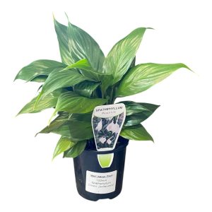 Spathiphyllum Crown (Pollenless) 100mm
