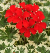 Geranium Ice Queen 150mm
