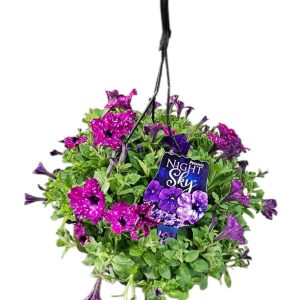 Petunia Sky Mix Basket 270mm