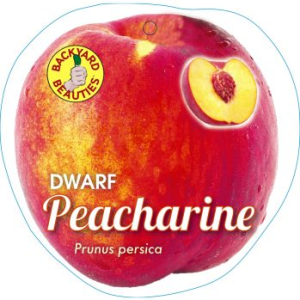 Peacharine Dwarf 250mm