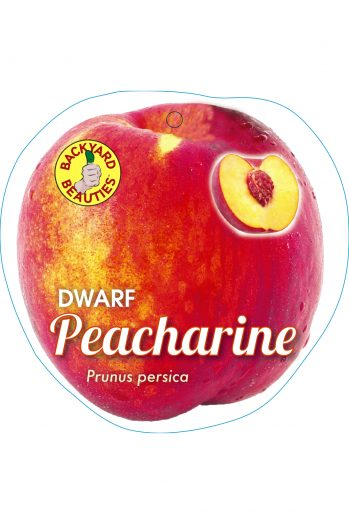 Peacharine Dwarf 250mm