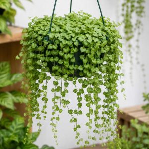 Dischidia ruscifolia Million Hearts Hanging Basket 130mm