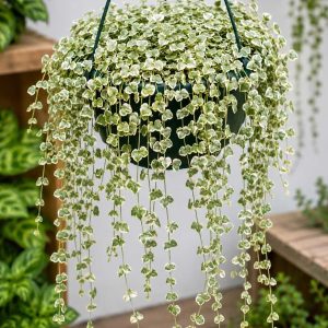 Dischidia ruscifolia Variegated Million Hearts Hanging Basket 130mm