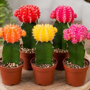 CACTI GRAFTED 70MM
