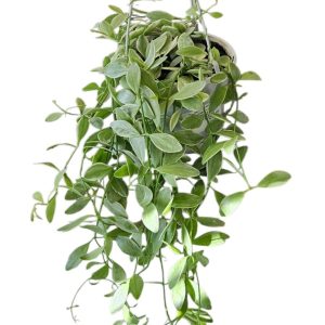 Dischidia oiantha variegata Hanging Basket 130mm