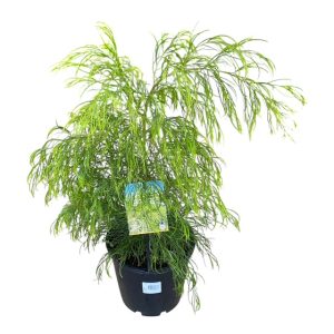Acacia cognate Green Spire 200mm Pot