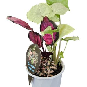 Triple Planted Indoor Foliage 130mm