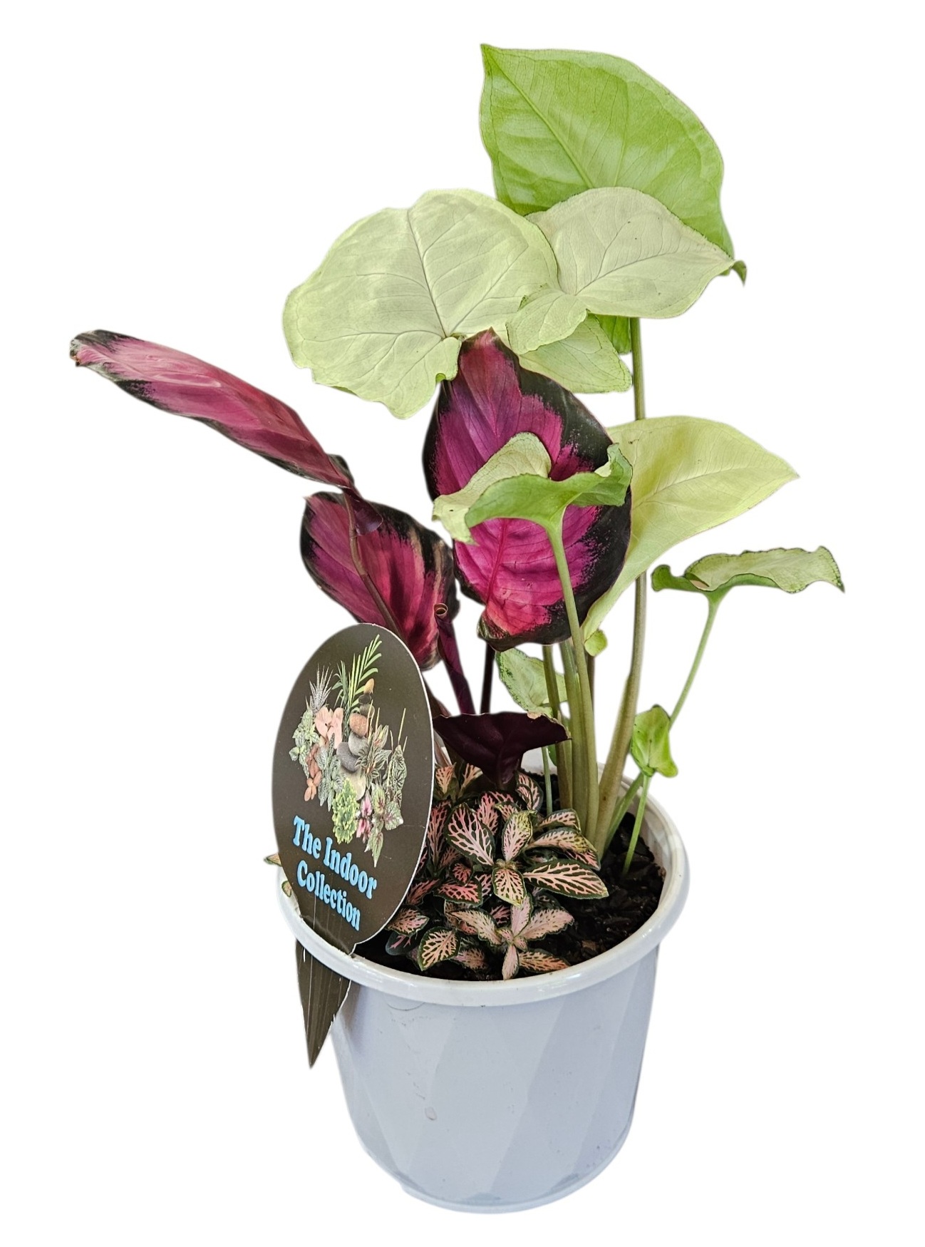 Triple Planted Indoor Foliage 130mm